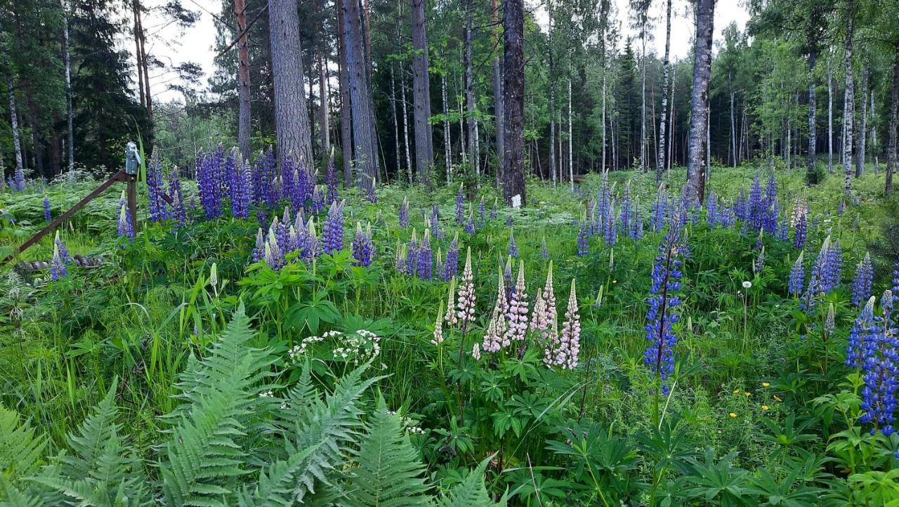 Davids Stuga Klassbol Exteriér fotografie